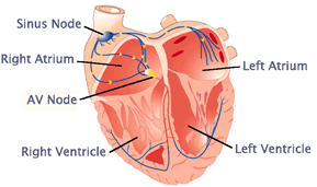 sca1